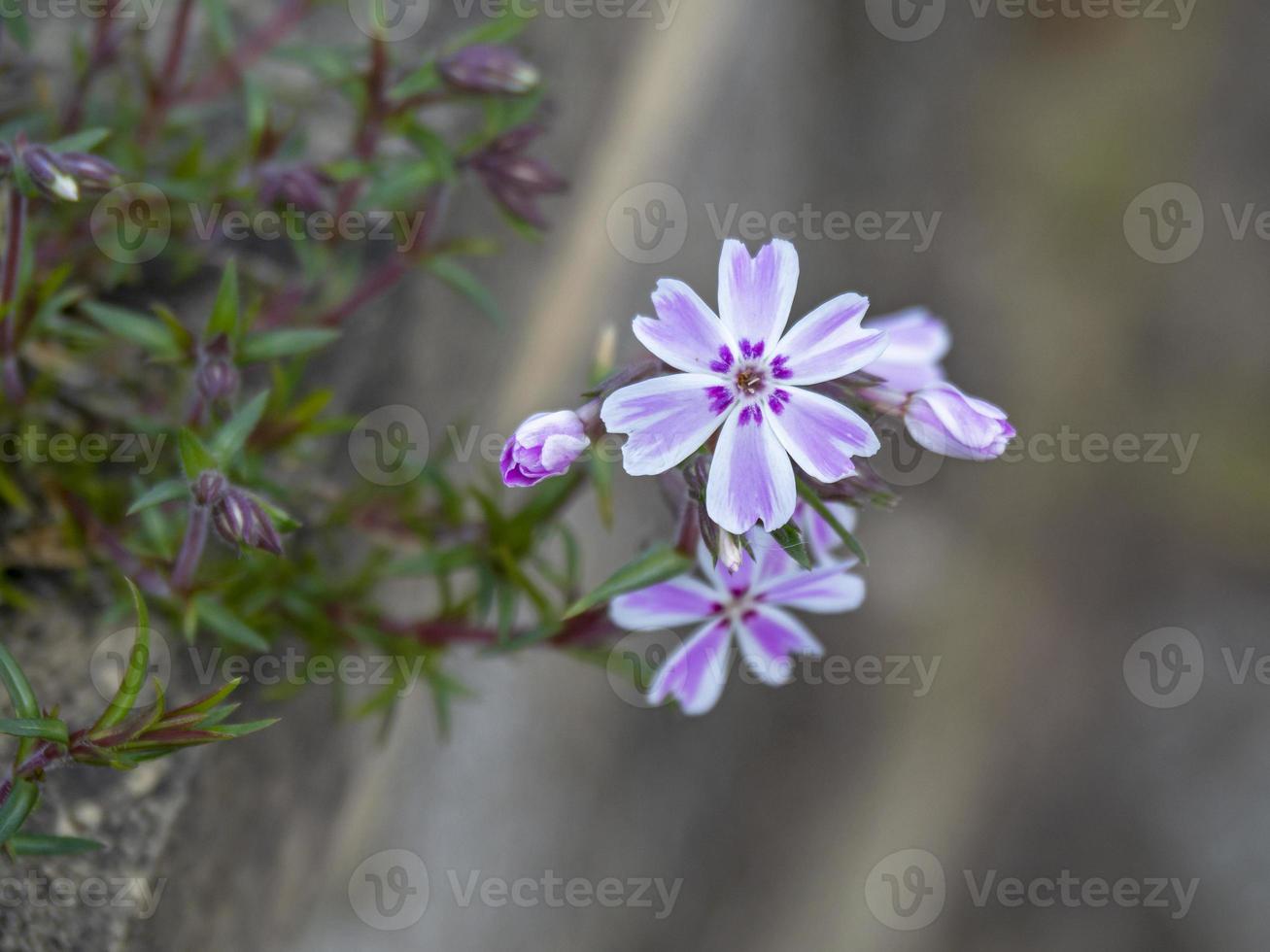 close-up van delicate paarse kruipende phlox bloemen foto