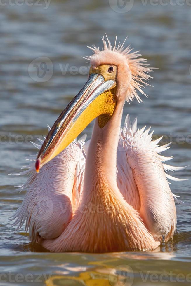 prachtige roze pelikaanvogels in het kerkini-meer in noord-griekenland foto