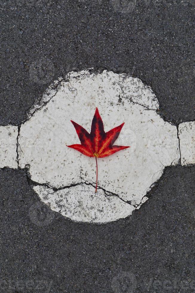 rood esdoornblad in de herfstseizoen foto