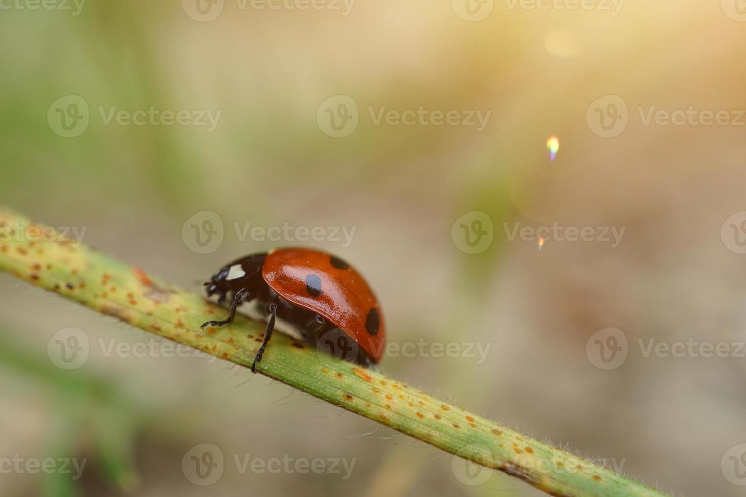 mooi lieveheersbeestje op de plant foto