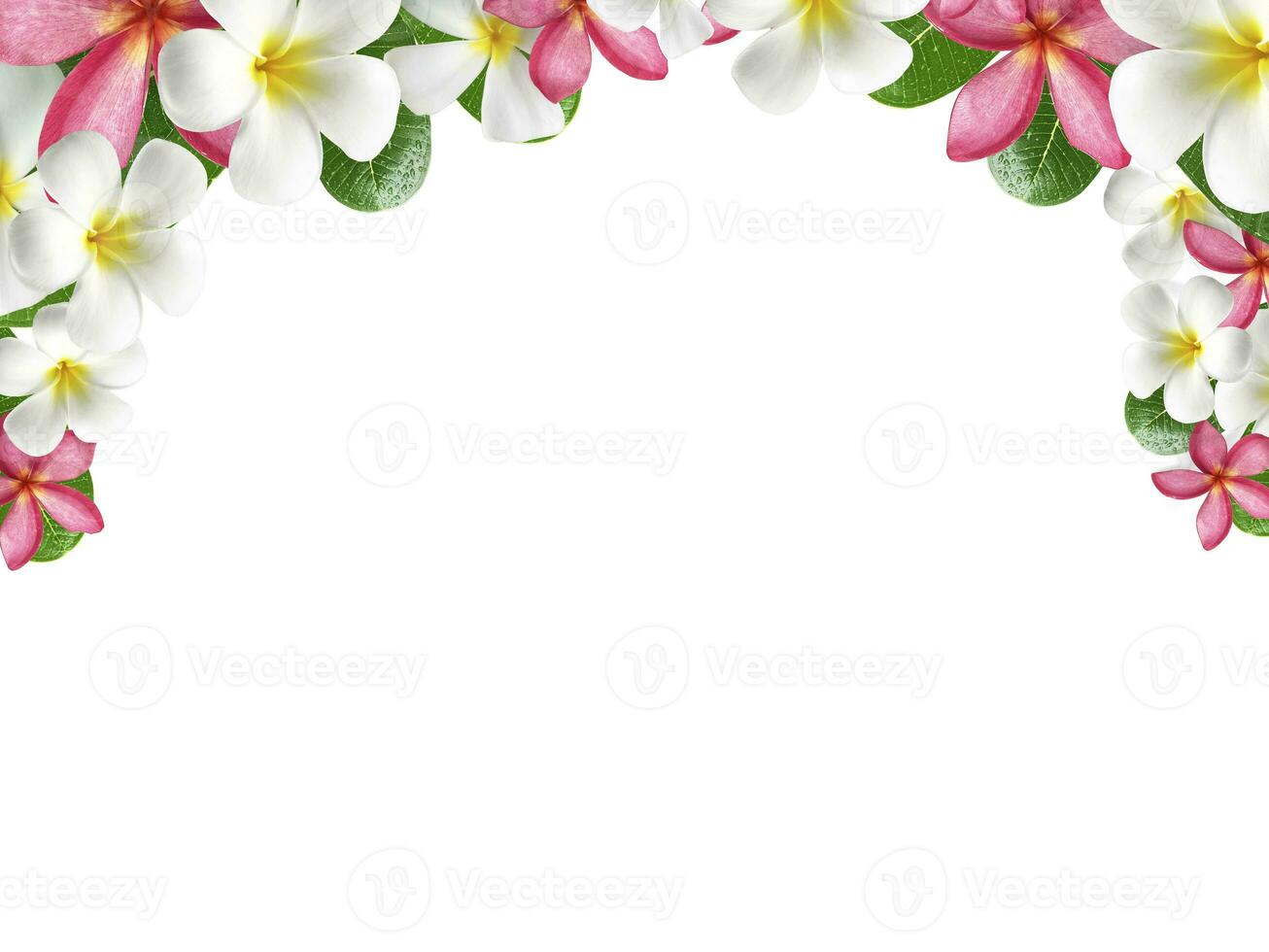 frangipani bloem kader Aan wit achtergrond foto
