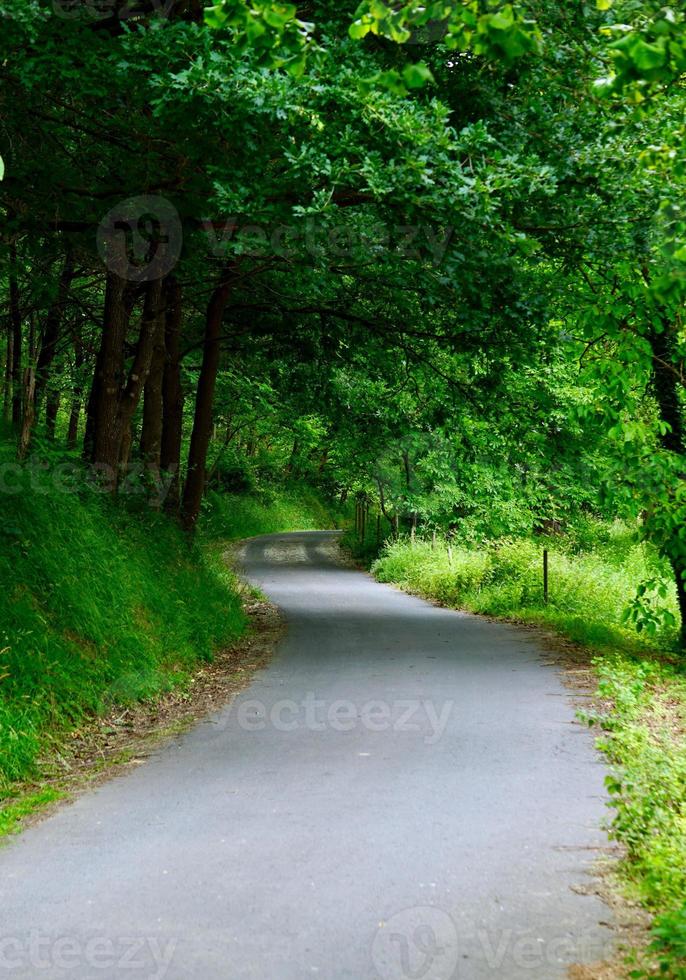 weg met groene bomen in de bergen foto