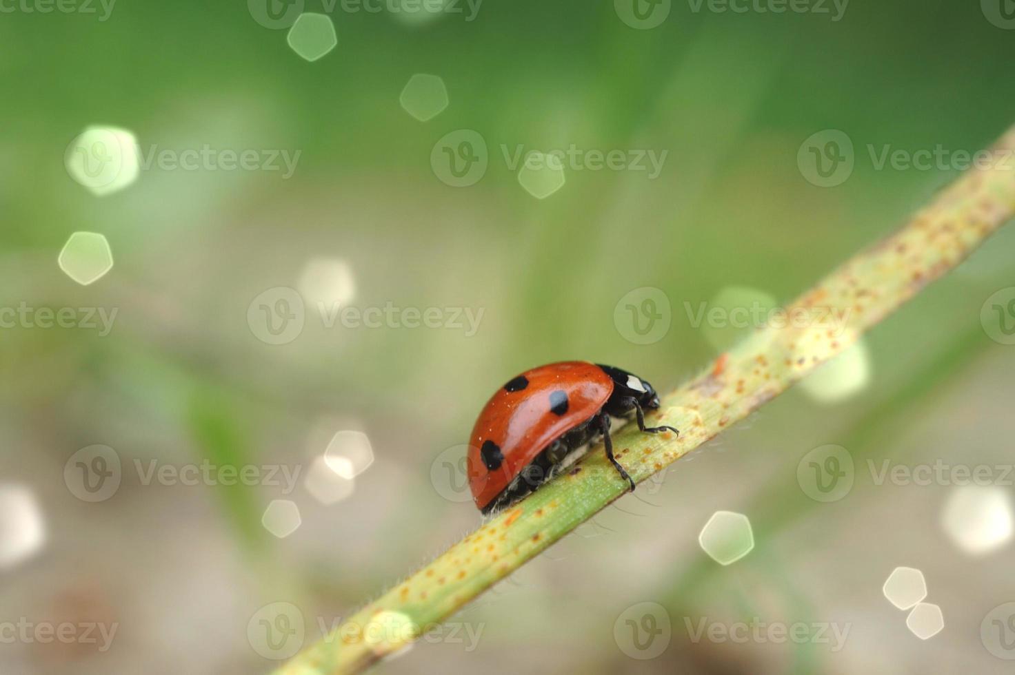 mooi lieveheersbeestje op de plant foto