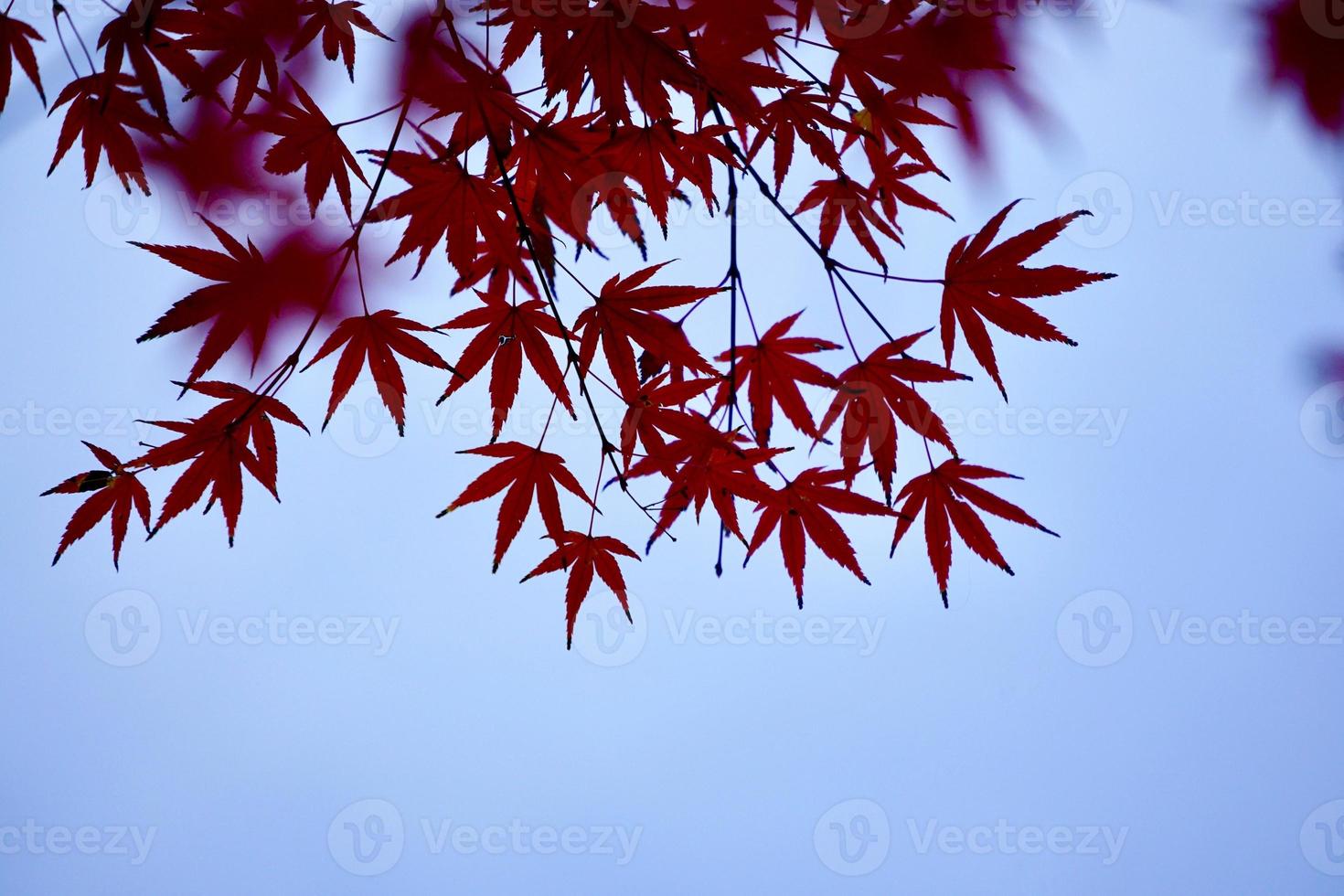 rode boombladeren in de herfstseizoen foto