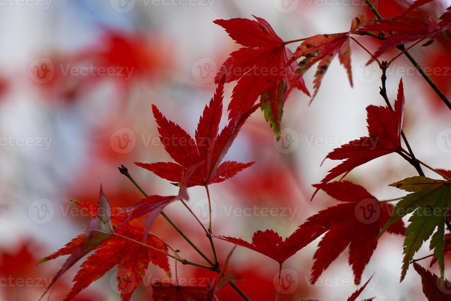 rode boombladeren in de herfstseizoen foto