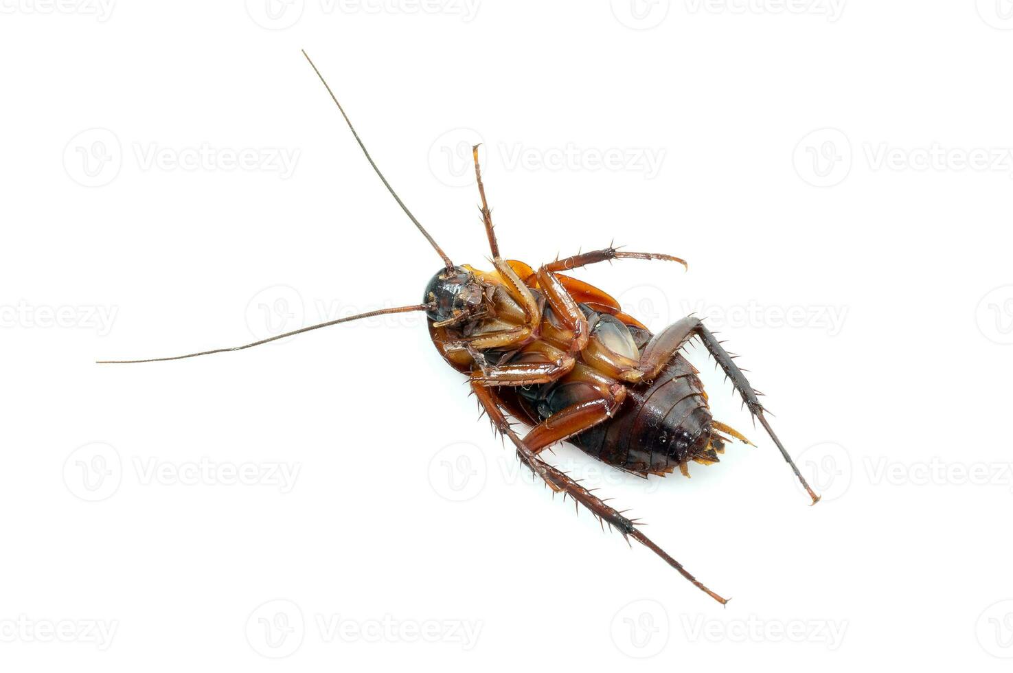 kakkerlak dood Aan wit achtergrond foto