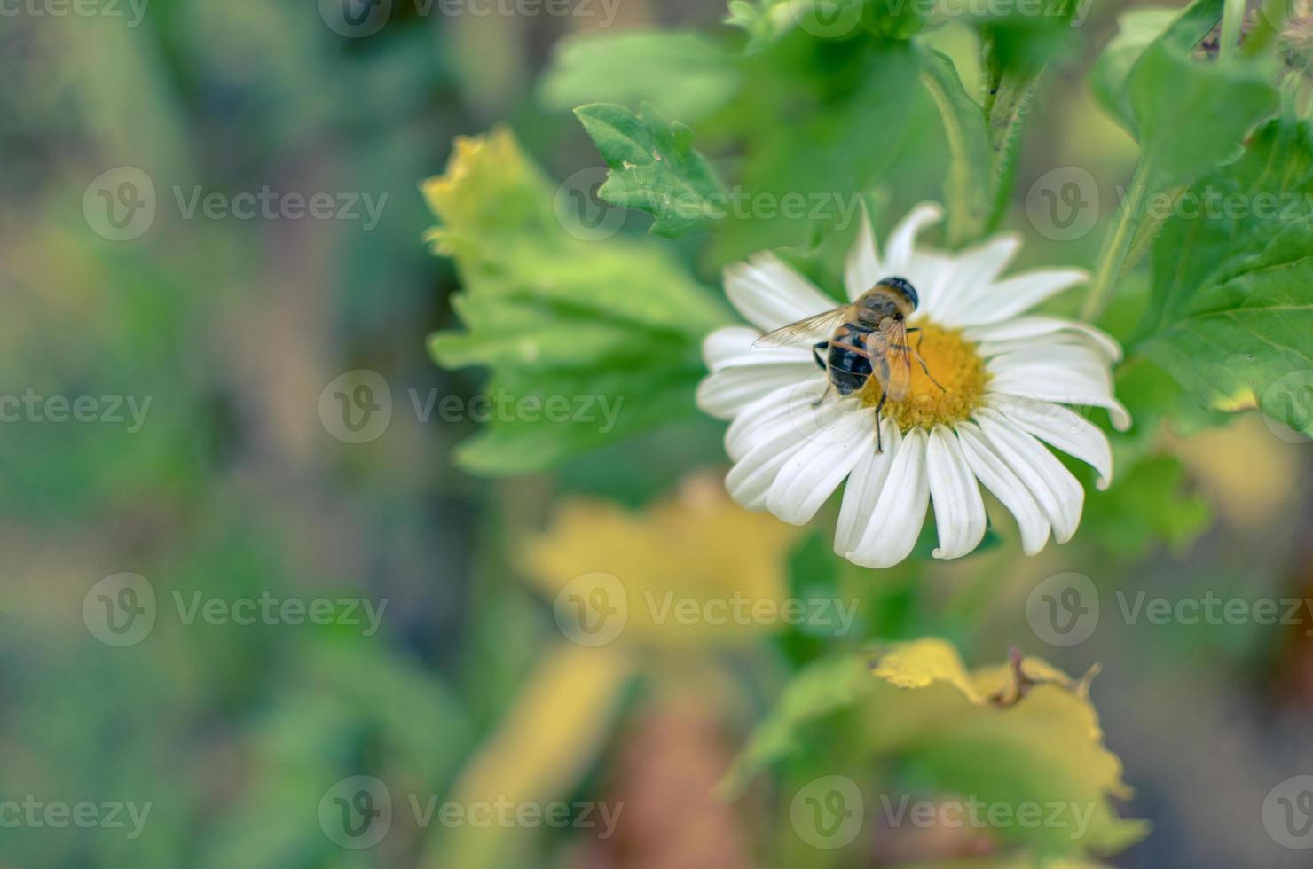 witte aster bloemen kamille of madeliefje op bloembed met insect foto