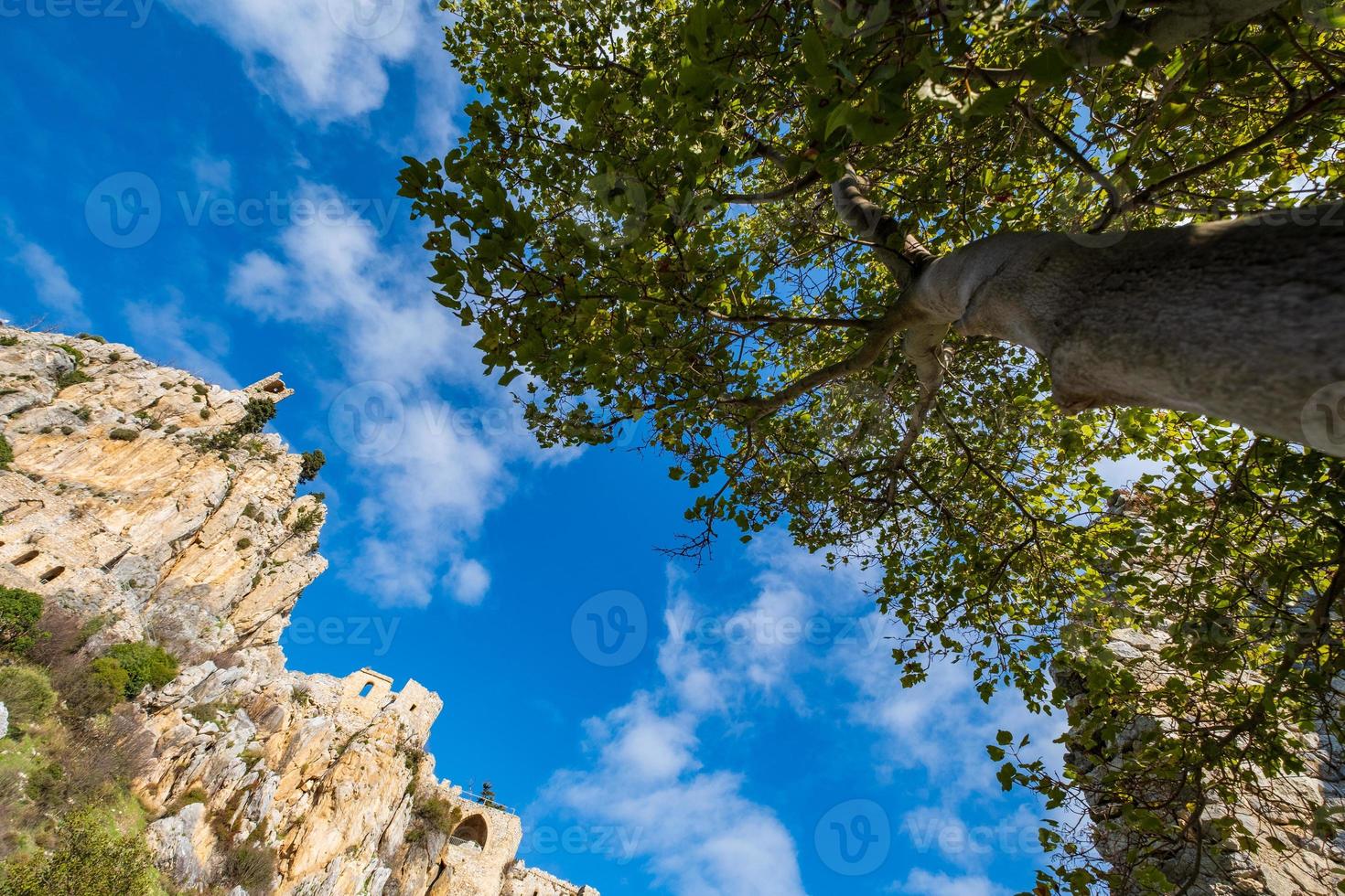 een boom bij de ruïnes van het kasteel van Saint Hilarion in Kyrenia in Cyprus foto