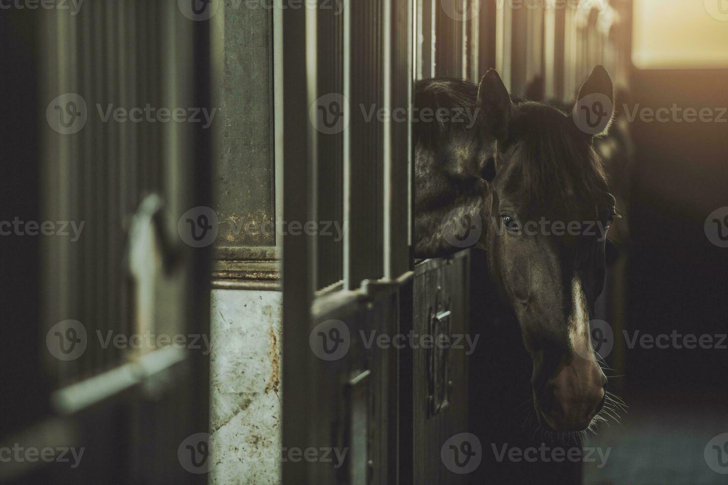 donker paard in een stal doos foto