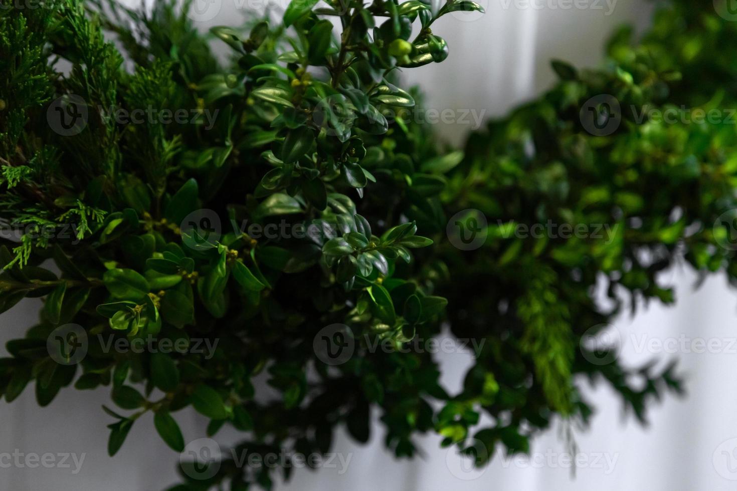 helder nieuw groen blad van buxus foto