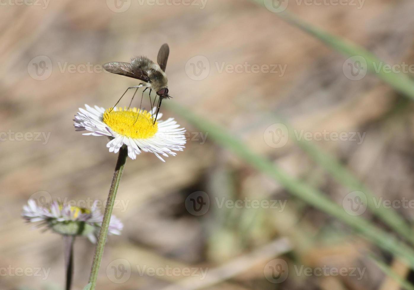 vage bijenvlieg die met zijn slurf stuifmeel verzamelt van een witte en gele aster foto