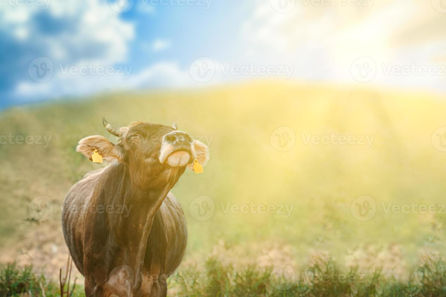 stier op een groene weide onder een blauwe bewolkte hemel foto