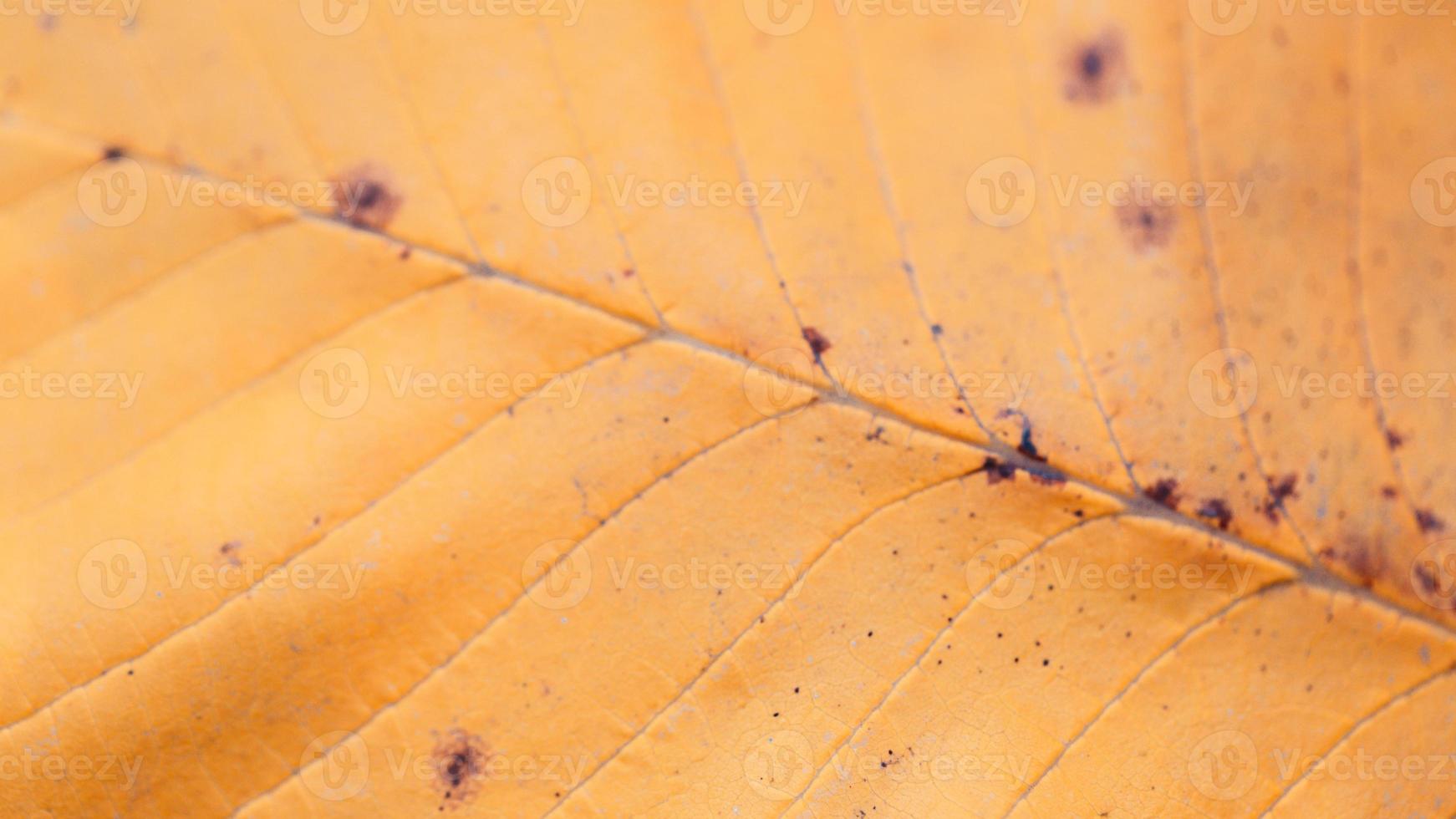 extreme close-up macro van een herfstblad met fijne details foto