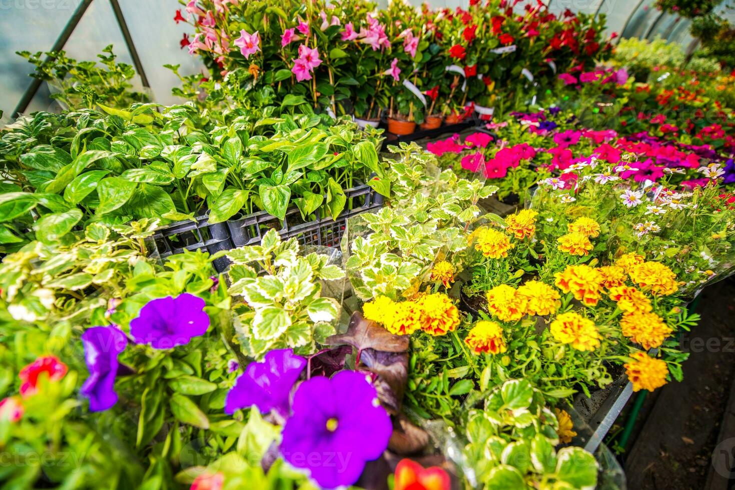 seizoensgebonden bloemen uitverkoop foto