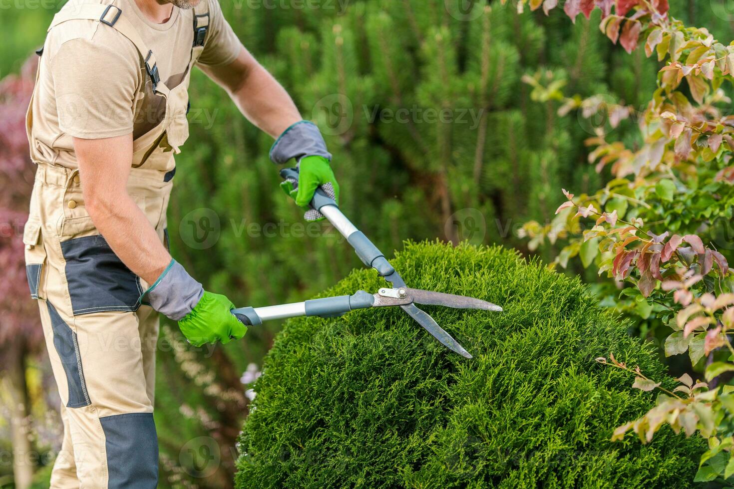 snoeien planten met tuin schaar foto