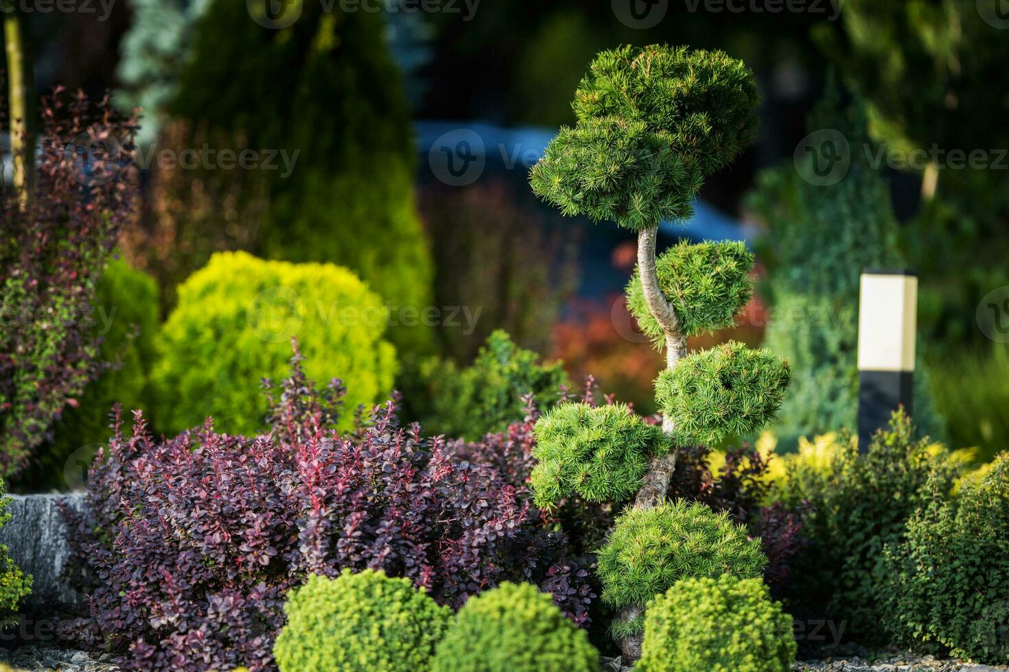 tuin sier- planten foto