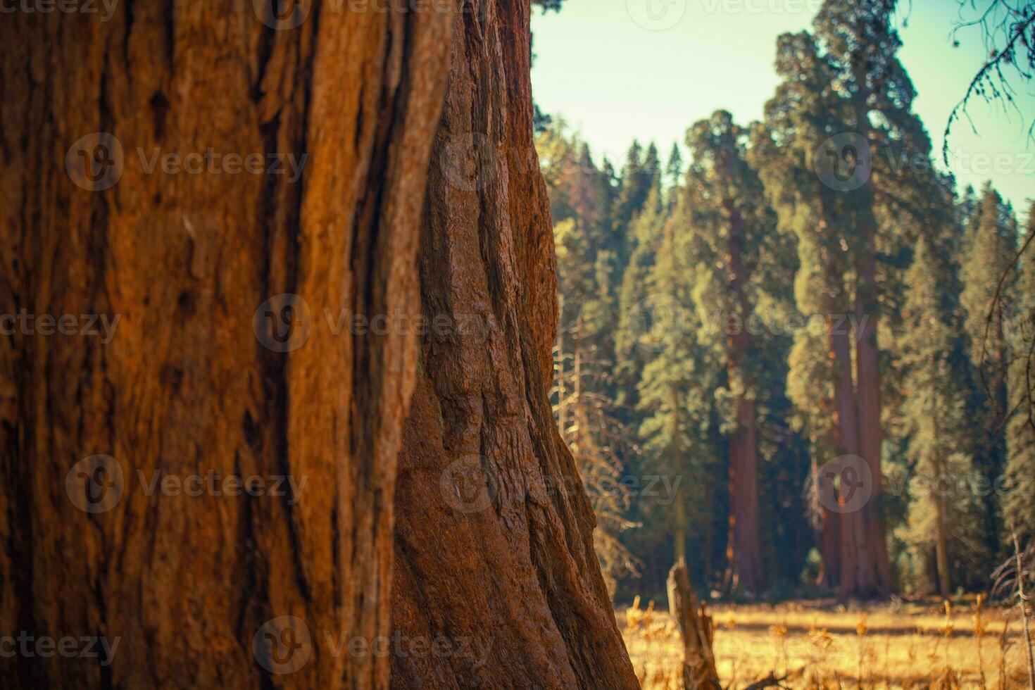 reusachtig sequoia's spoor foto