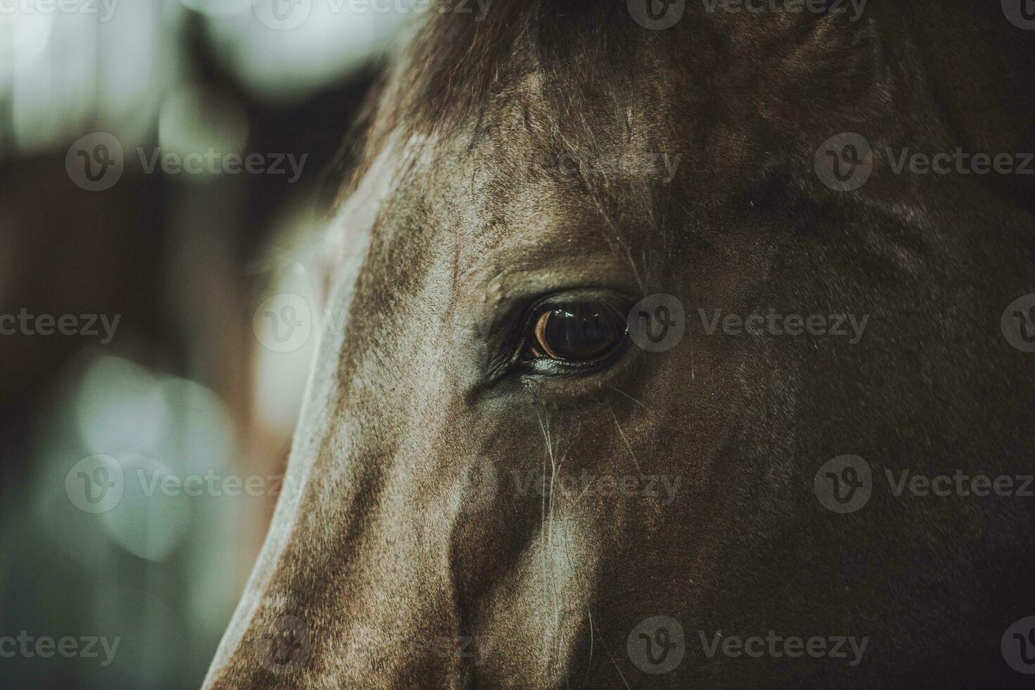 paard hoofd en oog detailopname foto