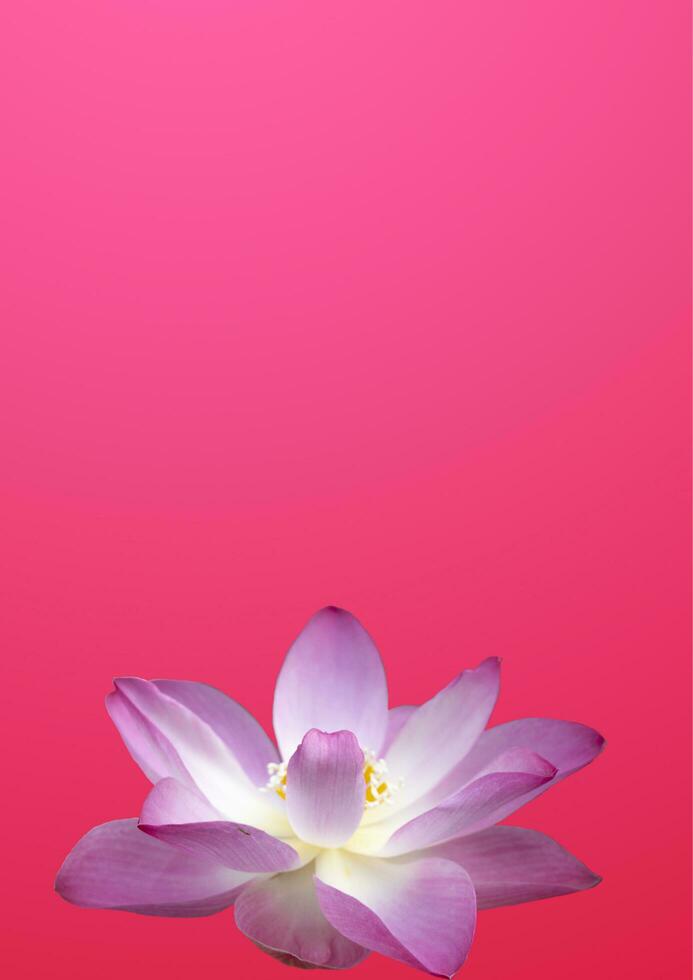 bloem achtergrond met heet roze kleur foto