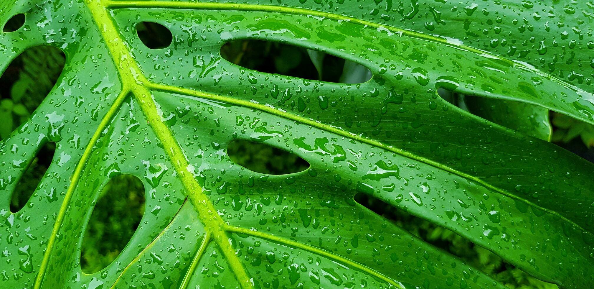dichtbij omhoog water laten vallen Aan tropisch groen blad na regenen dag. abstract kunst en natuur achtergrond. de wetenschappelijk naam van boom is monstera heerlijk. natuurlijk behang en vers. foto