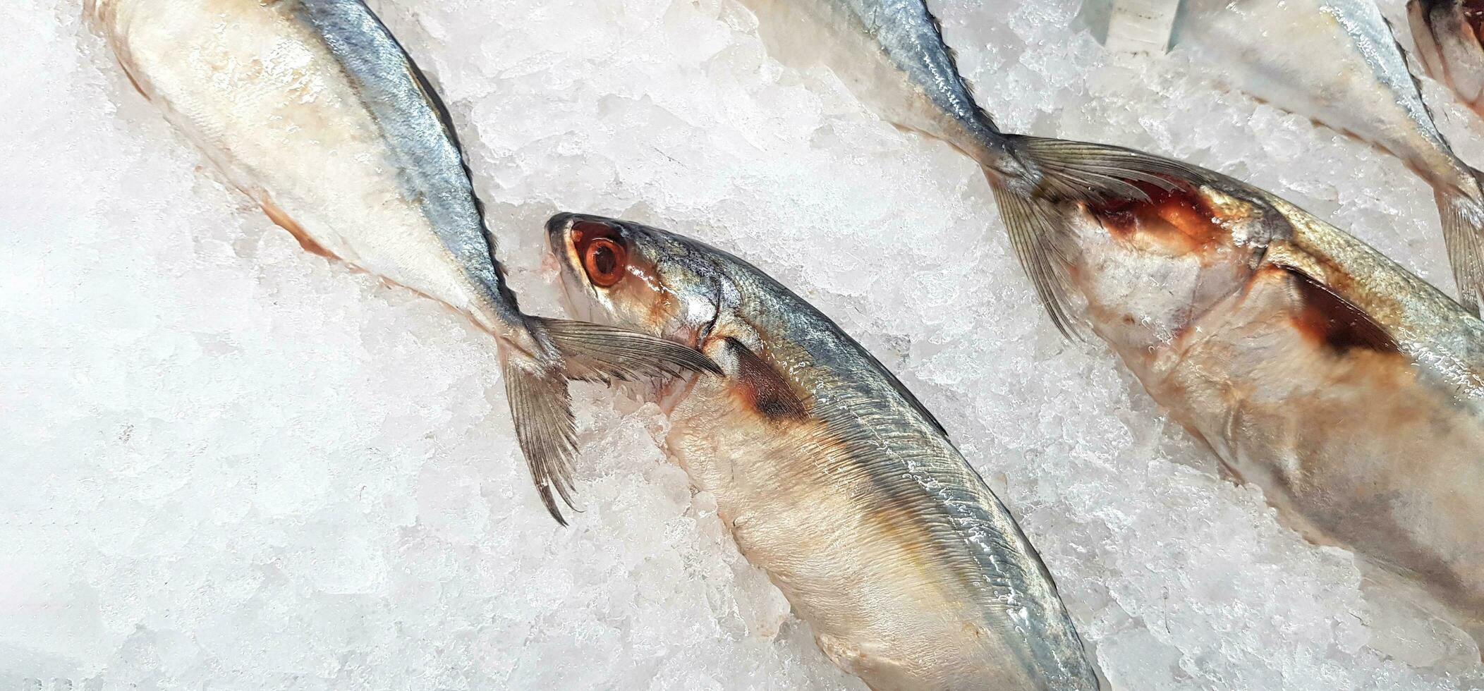 vers makreel vis bevriezing Aan ijs voor uitverkoop Bij zeevruchten markt of supermarkt foto