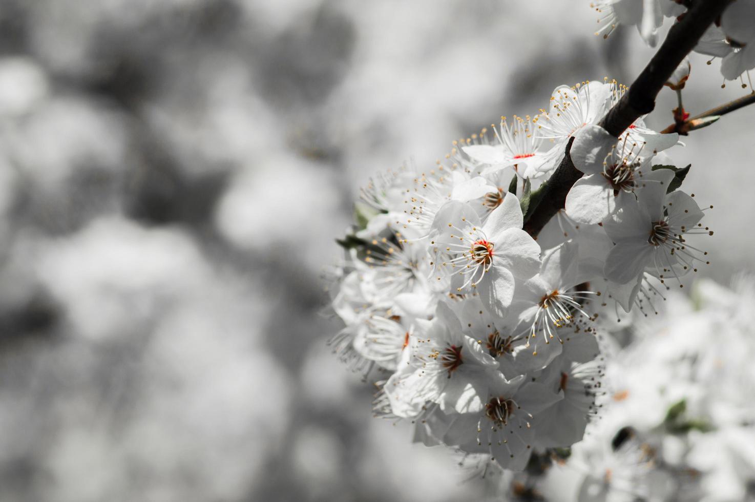 kersenpruim bloemen met witte bloemblaadjes foto