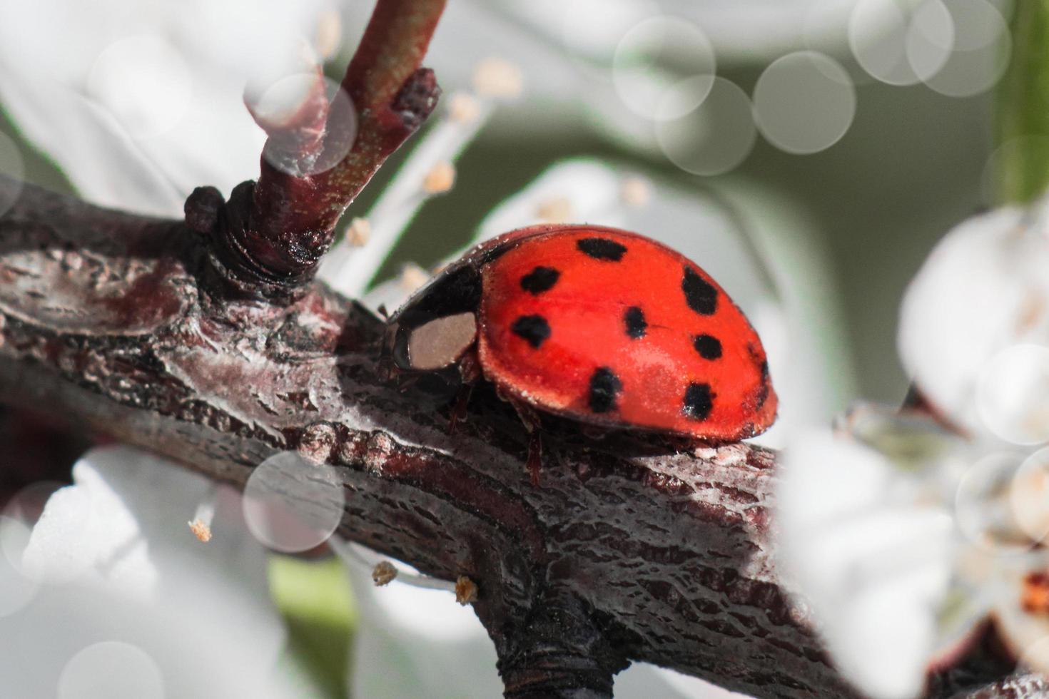 rood lieveheersbeestje in macro op een tak van de boom foto