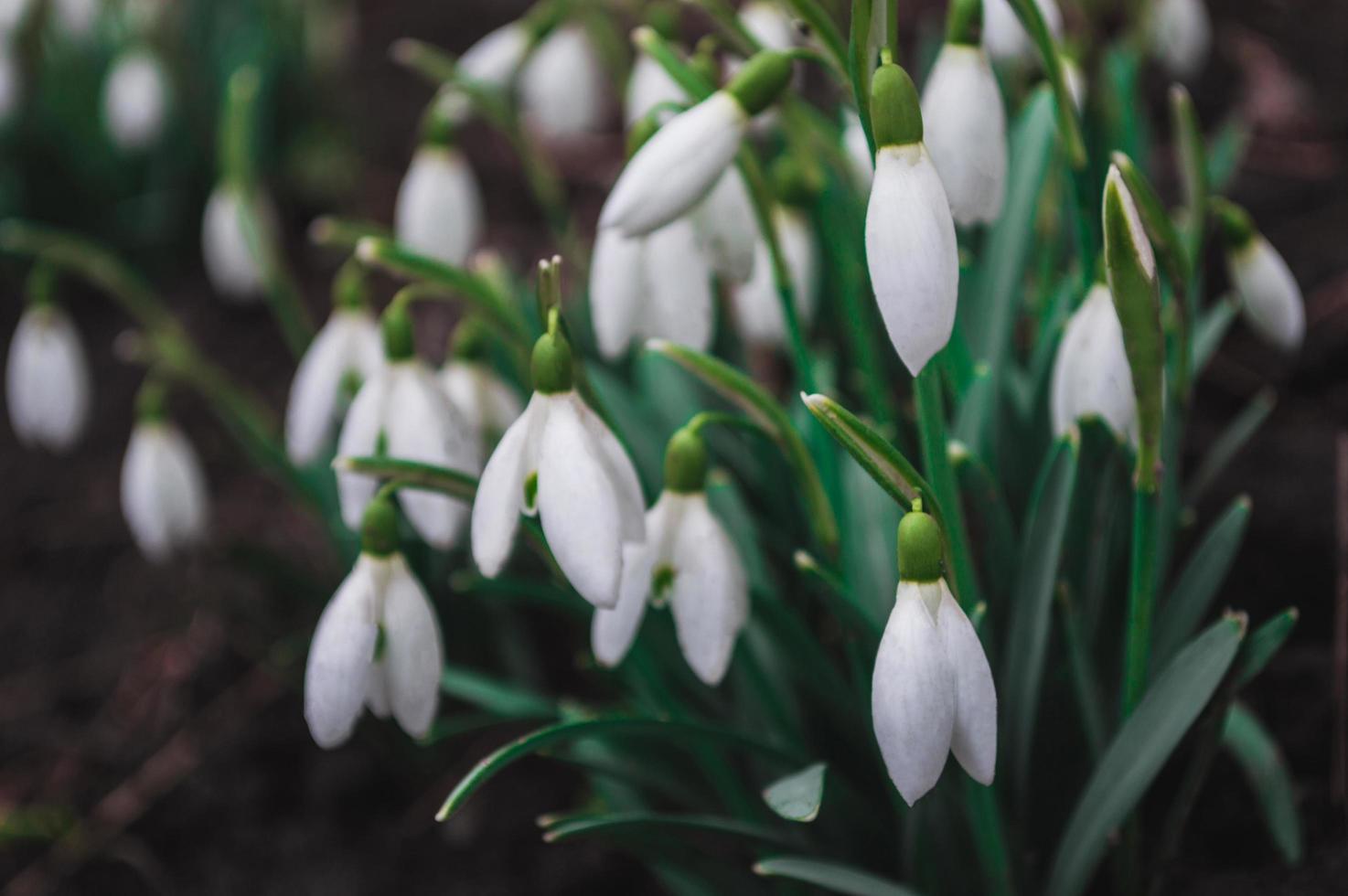 witte sneeuwklokjes close-up met onscherpe achtergrond foto