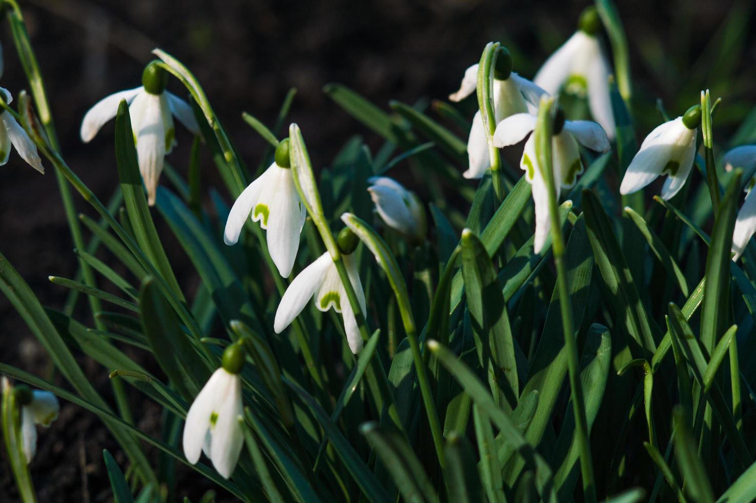 witte sneeuwklokjes close-up met onscherpe achtergrond foto