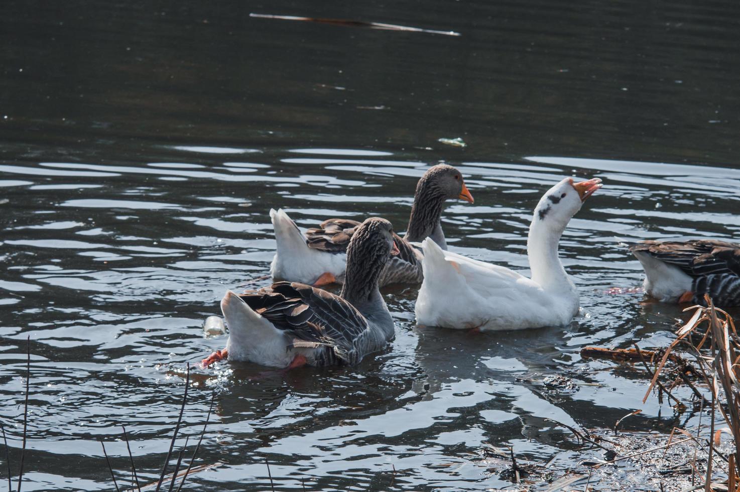 kudde wilde ganzen eten in de rivier foto