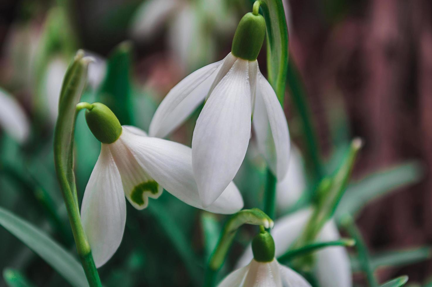 witte sneeuwklokjes close-up met onscherpe achtergrond foto