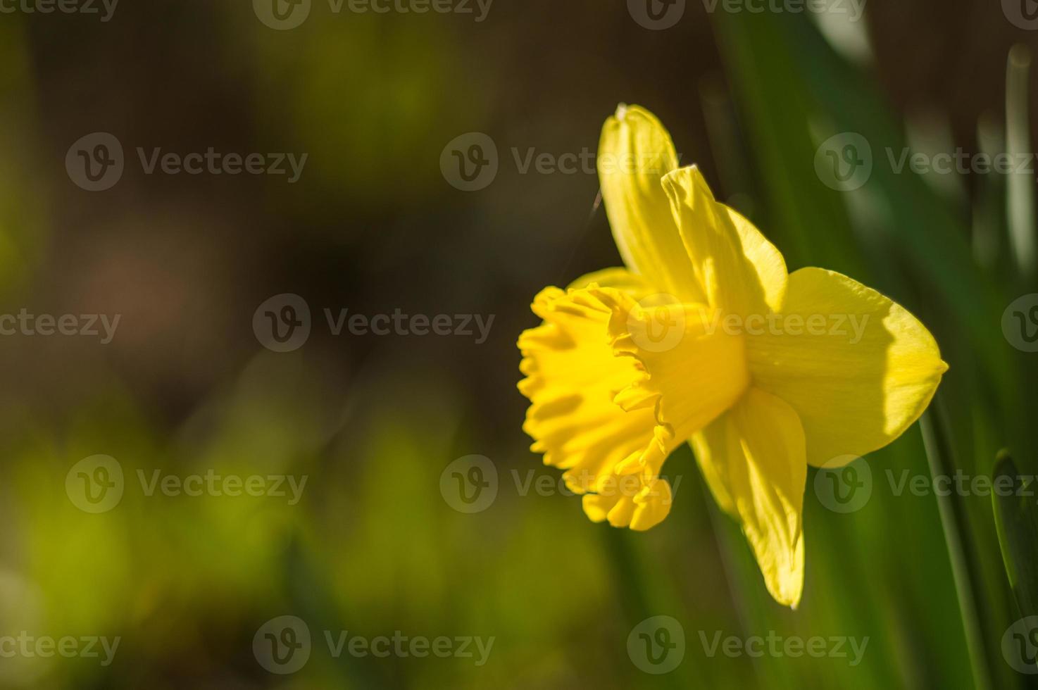 gele narcissen close-up op onscherpe achtergrond foto