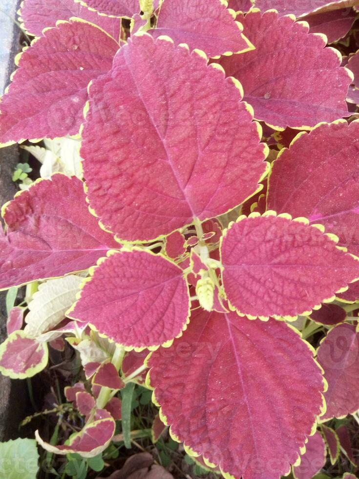 mooi bloemen kerrie blad in Bangladesh foto