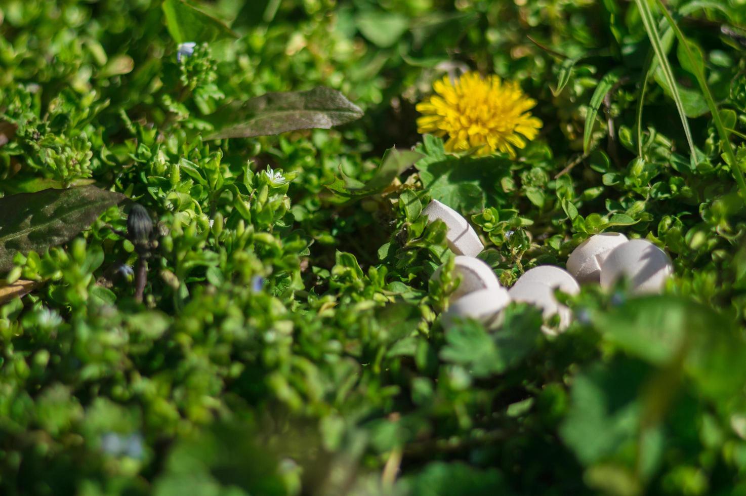 witte pillen in het gras met bloemen foto