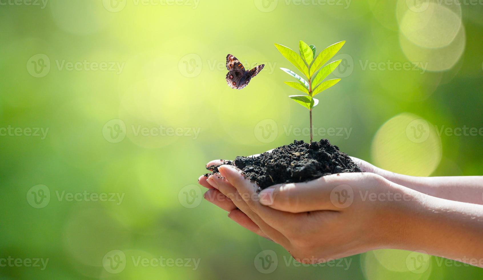 vrouwelijke hand met een boom op aard achtergrond met vlinder foto