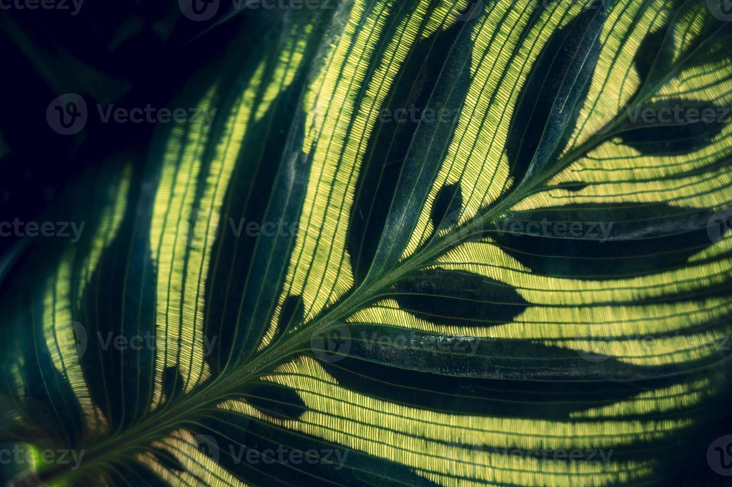 donkere tropische groene gebladerteachtergrond foto