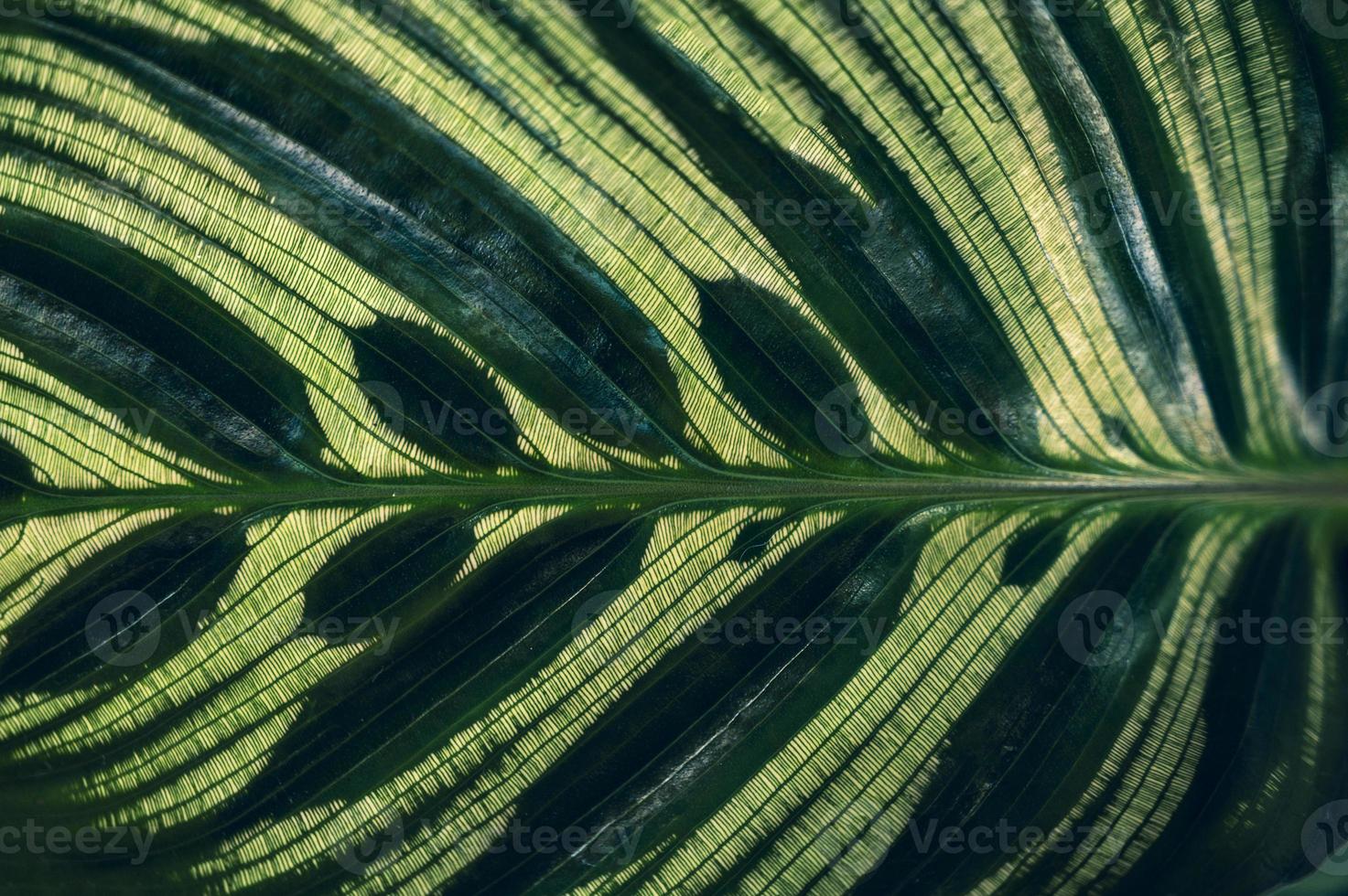 donkere tropische groene gebladerteachtergrond foto