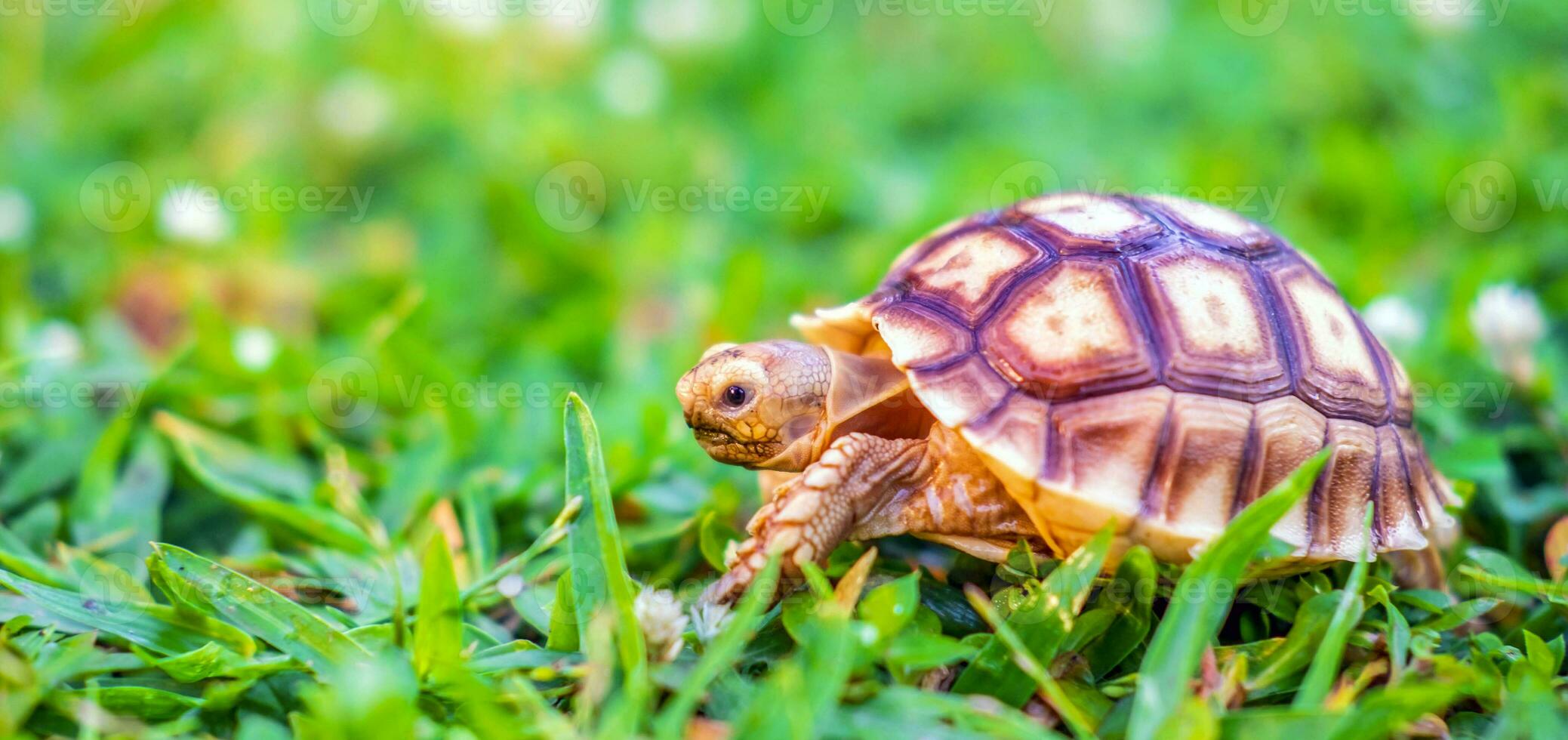 dichtbij omhoog van sulcata schildpad of Afrikaanse aangespoord schildpad geclassificeerd net zo een groot schildpad in natuur, mooi baby Afrikaanse uitloper schildpadden foto