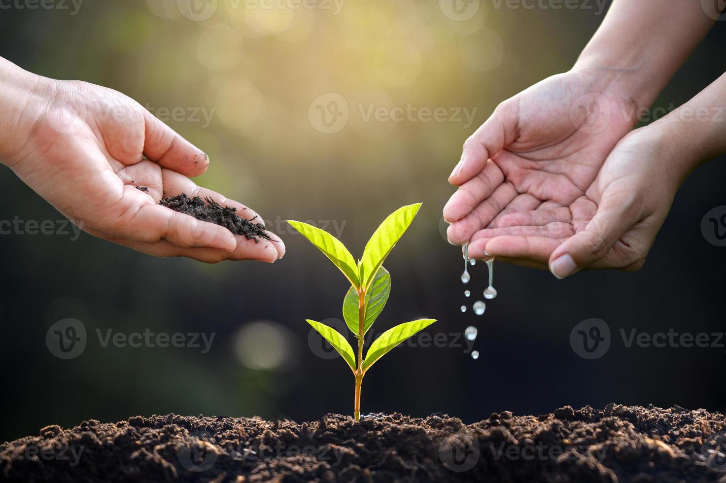 handen planten water geven op groene achtergrond foto