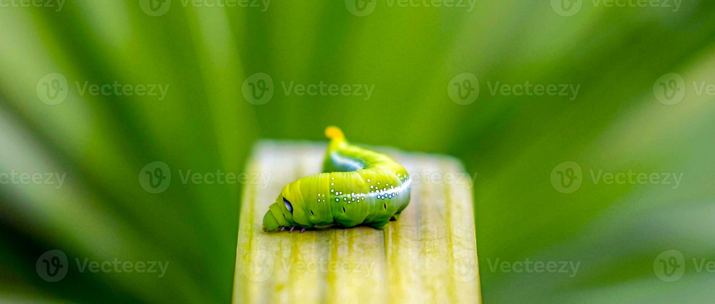 helder groen vlinder rups- met groot ogen.de groot groen rups- in natuur foto