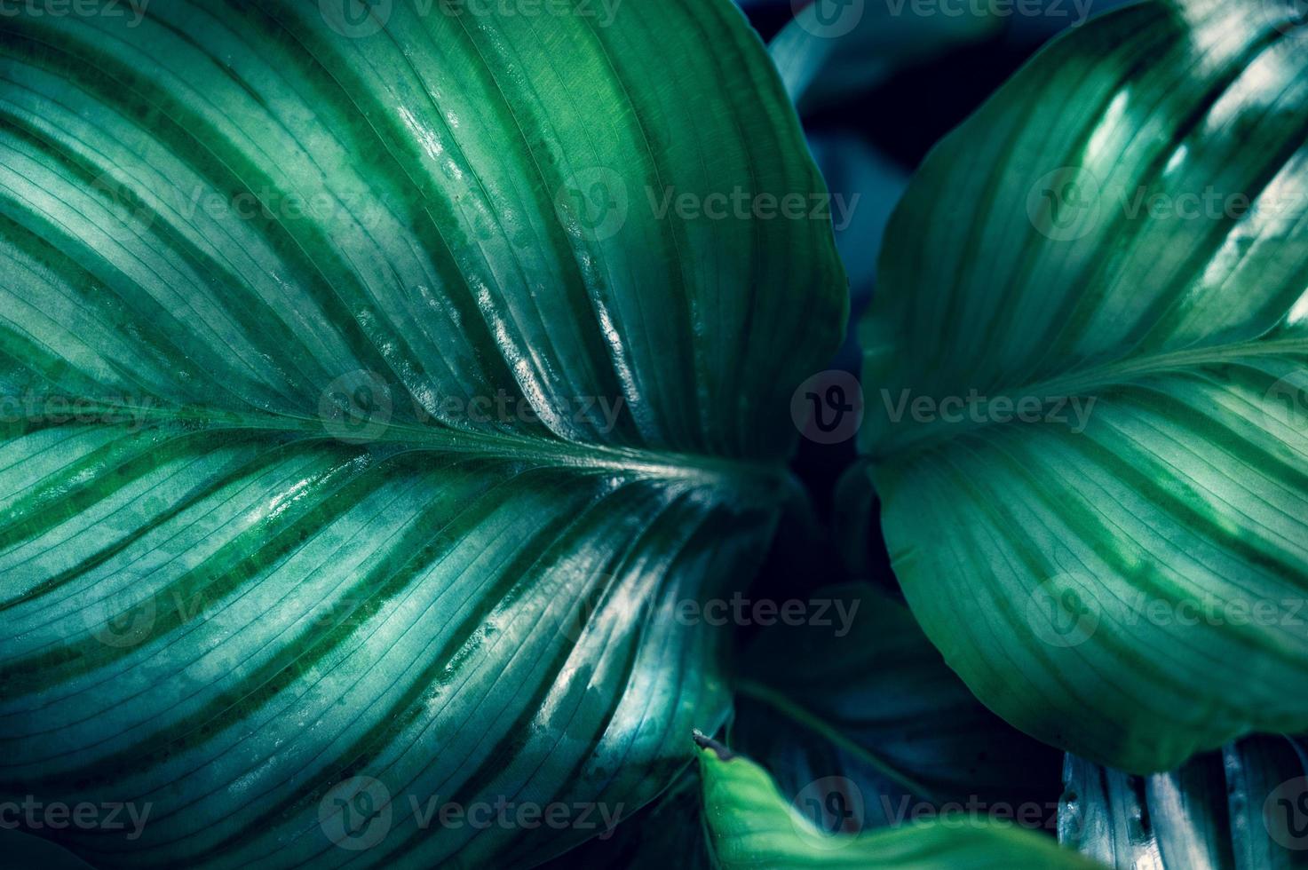 donkere tropische groene gebladerteachtergrond foto