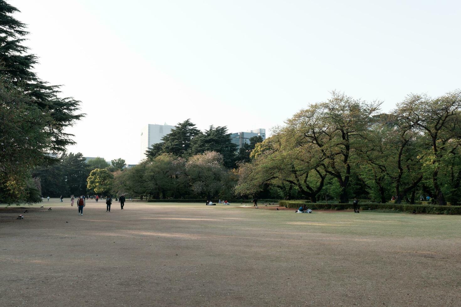 Tokio, Japan - april 11, 2023 pijnboom bomen in shinjuku gyoen nationaal tuin foto