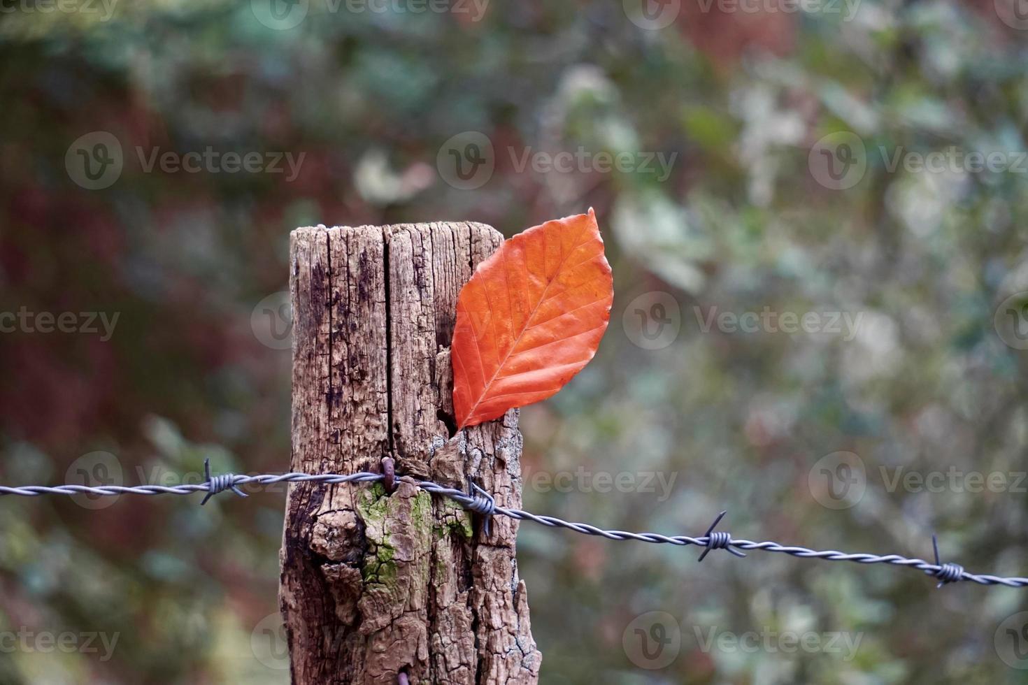 bruin blad in de herfstseizoen foto