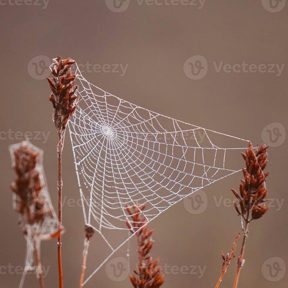 druppels op het spinnenweb in de natuur foto