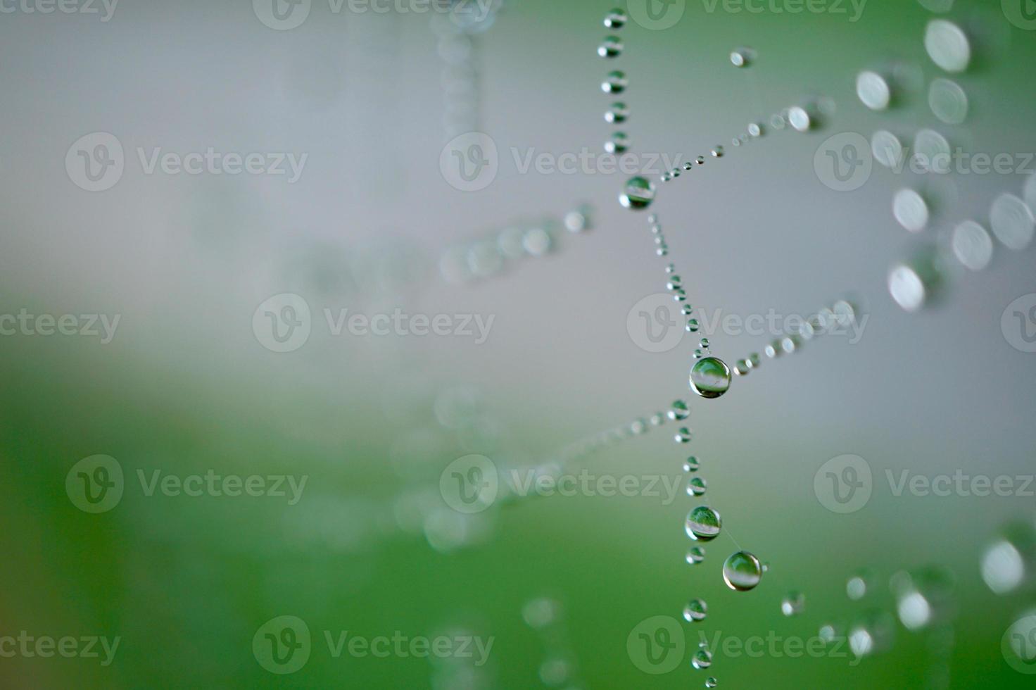 druppels op het spinnenweb in de natuur foto