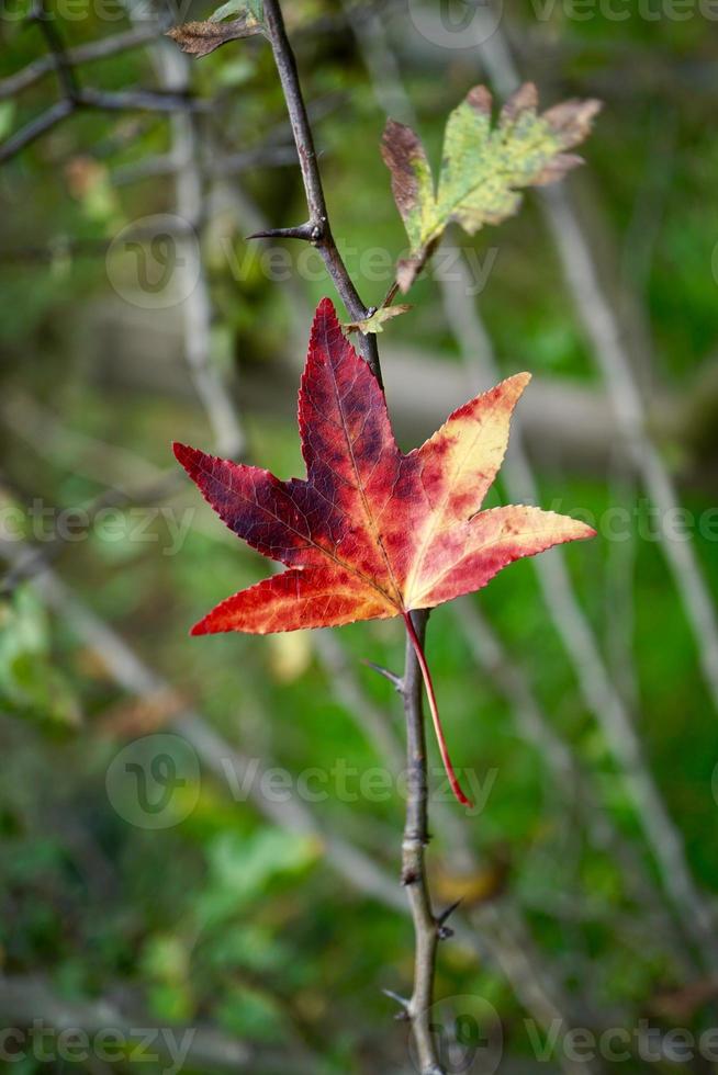 rode esdoornbladeren in de herfst foto