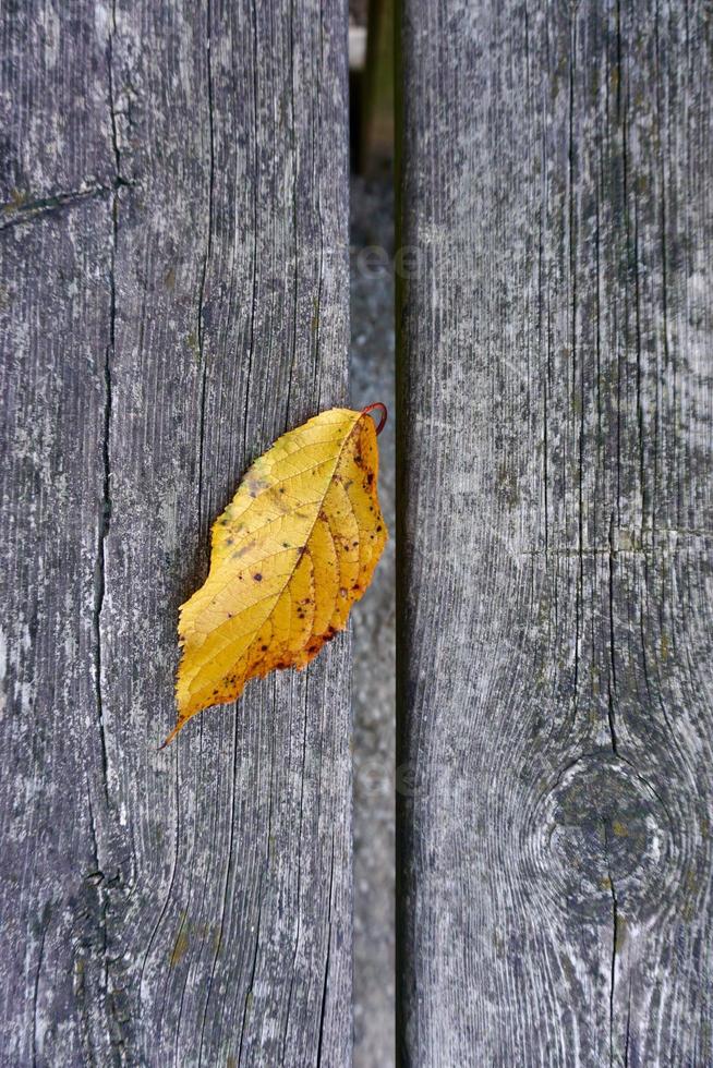 gele bladeren in de herfst foto