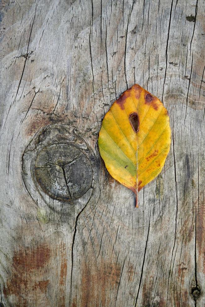 geel blad in de natuur in de herfst foto