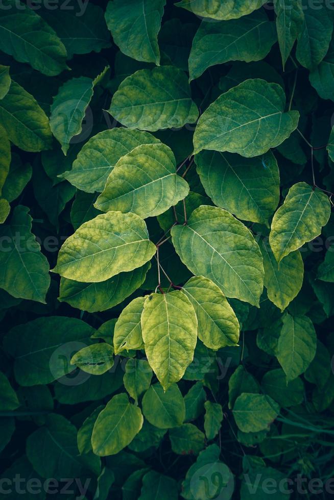 groene plant bladeren in de natuur groene achtergrond foto