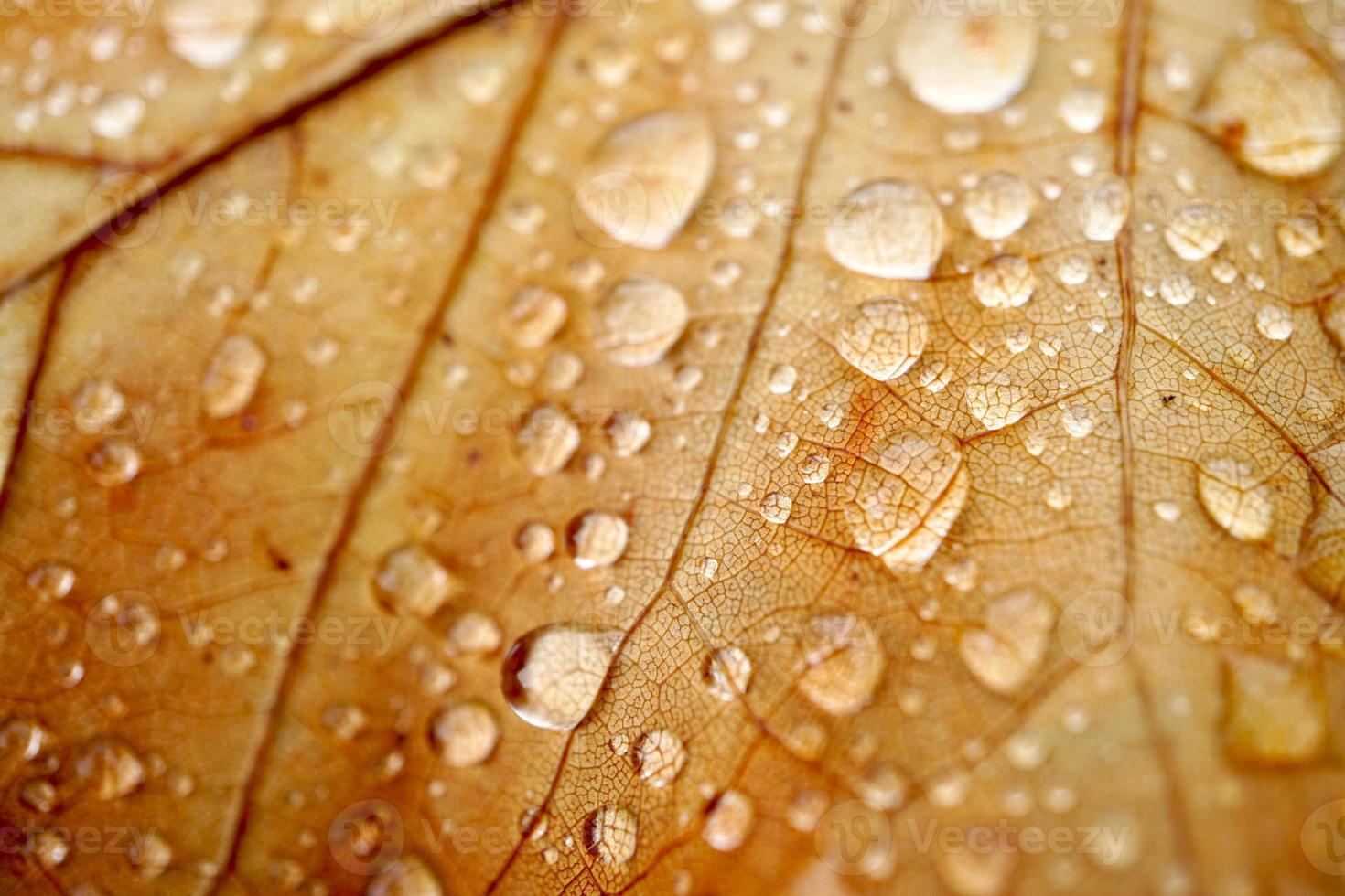 druppels op het bruine blad in regenachtige dagen foto